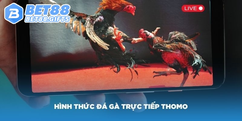 Đá Gà Thomo - Đấu Trường Kịch Tính, Cá Cược Chất Tại BET88 3 Kèo cược đa dạng cùng đấu trường Thomo