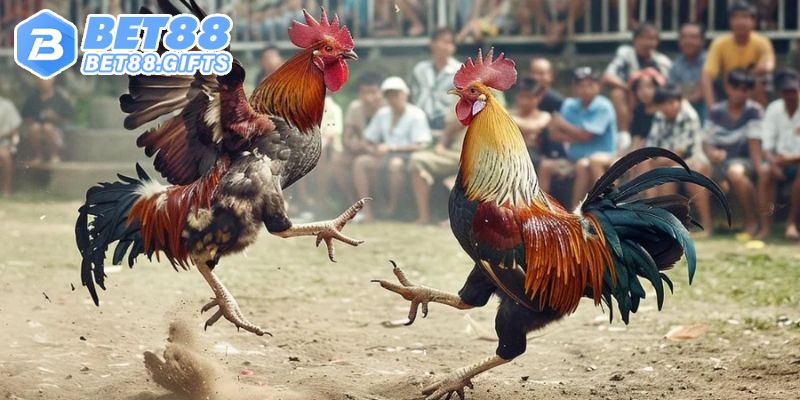 Đá Gà Thomo - Đấu Trường Kịch Tính, Cá Cược Chất Tại BET88 4 Dịch vụ đá gà Thomo hỗ trợ thành viên