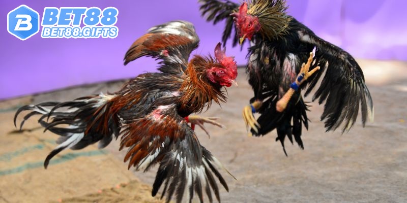 Đá Gà Thomo - Đấu Trường Kịch Tính, Cá Cược Chất Tại BET88 5 meo ca cuoc da ga thomo.jpg