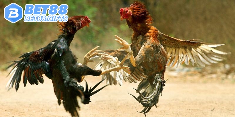 Đá Gà Thomo - Đấu Trường Kịch Tính, Cá Cược Chất Tại BET88 2 Tổng hợp thế mạnh đặc trưng của sân chơi đá gà Thomo